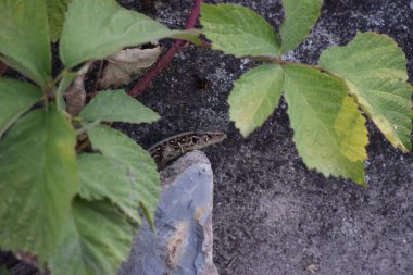 Dişi Kum Kertenkelesi bir taşta duruyor