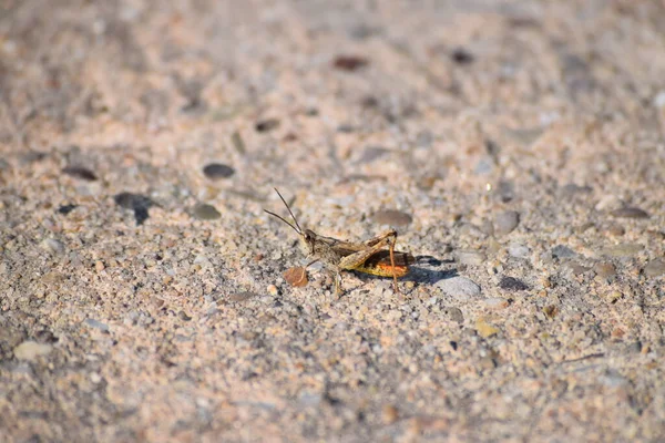 Grasshopper Punta Naranja Carretera Hormigón — Foto de Stock