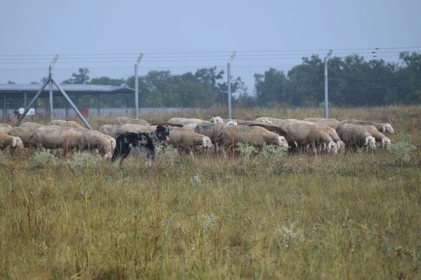 Avusturalya Çoban Köpeği Rolünde — Stok fotoğraf