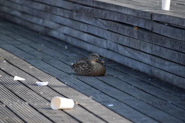 Çöpe Atılmış Ahşap Terasta Oturan Ördek — Stok fotoğraf