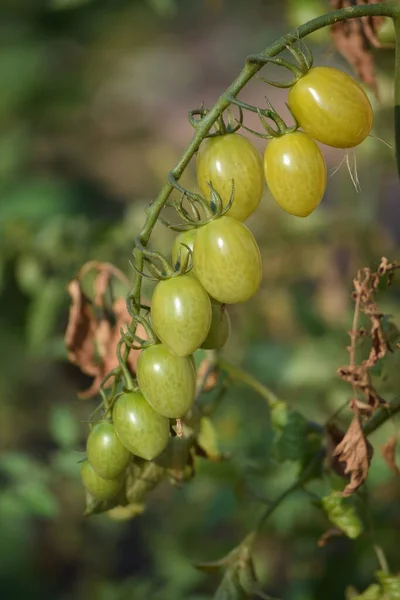 Piękne Zielone Pomidory Śliwkowe — Zdjęcie stockowe
