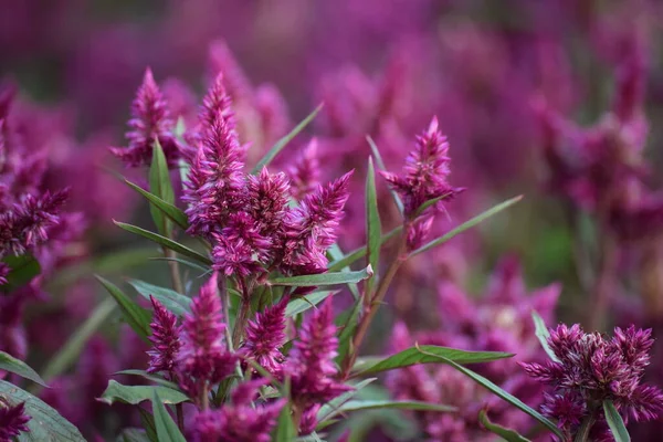 Hahnenkamm Rosa Feder Wind — Stockfoto