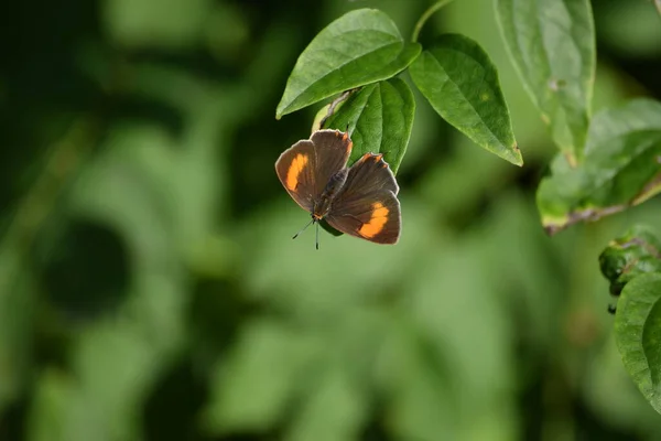 잎새에 갈색의 — 스톡 사진