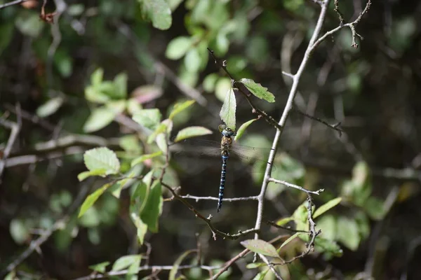 Maschio Hawker Dagli Occhi Azzurri Nella Foresta — Foto Stock