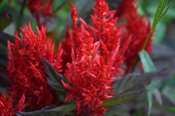 Rojo Plumed Cockscomb Viento — Foto de Stock