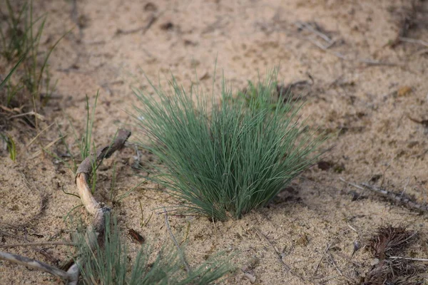 tufted Hair-grass on Sand