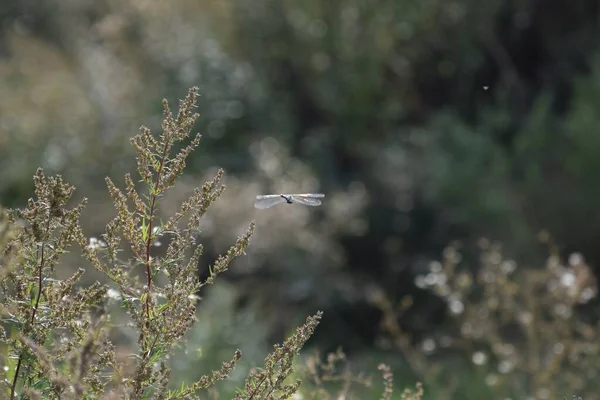 Hawker Azul Caza — Foto de Stock