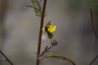 Çiçekteki yün kartlı arı