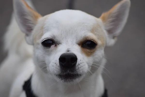 Jovem Chihuahua Uma Trela — Fotografia de Stock