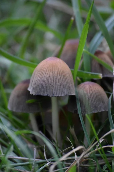 Vanlig Mica Den Gröna Gräset — Stockfoto