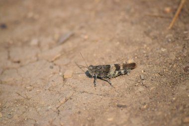 Kırmızı kanatlı Çekirge bir patikada