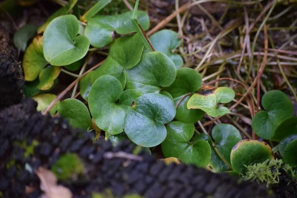 Ağaç kütüğünün yanında bir Hazelwort