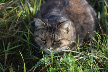 Kedi sabit bir noktaya yerleşir