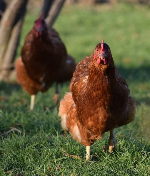 Freilaufende Haushühner Ziehen Über Eine Wiese — Stockfoto