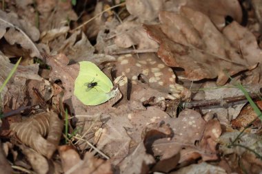 Sinek Brimstone Kelebeği 'ne oturdu.