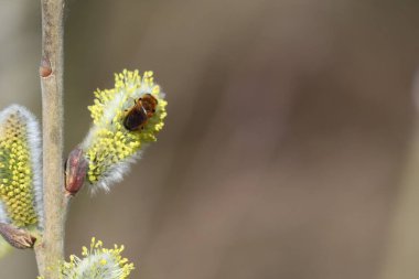 Willow ore hoverfly on beautifully flowering Pussy-willow clipart