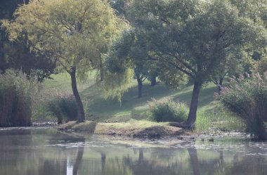 Ördekler gölette güneşli bir sabahın tadını çıkarırlar.