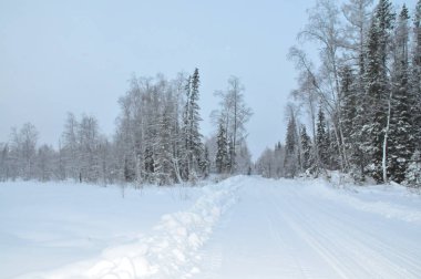 Subpolar Urallar, vahşi orman, kutup gün, kış yol