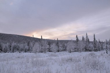 Subpolar Urallar, kış orman, kutup gün