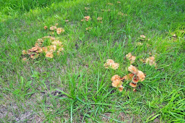 Prato Con Funghi Giorno — Foto Stock