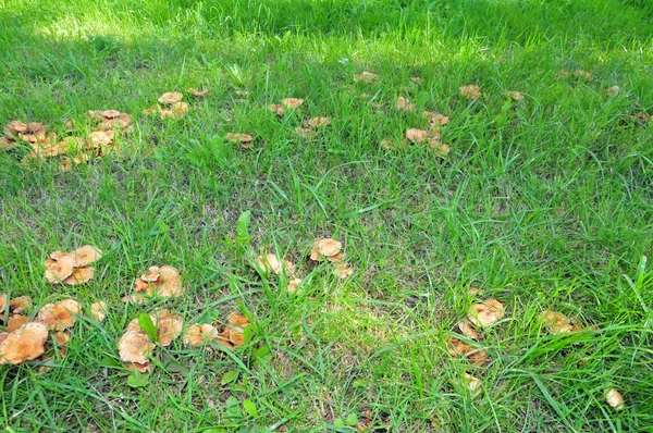 Pelouse Aux Champignons Journée — Photo