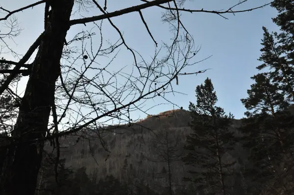 Buryatia Monti Sayan Foresta Selvaggia — Foto Stock