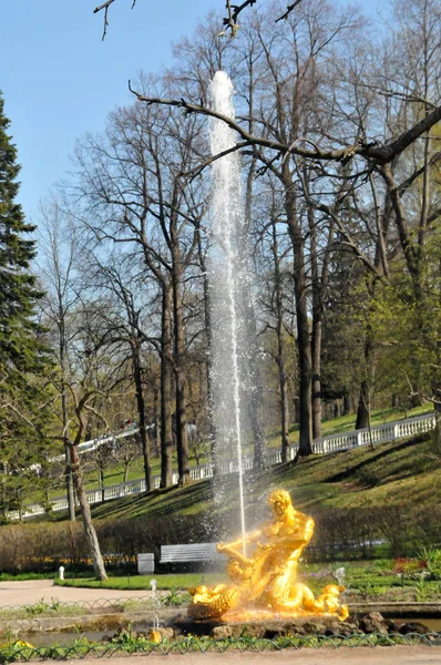 Petersburg Peterhof Nyáron Napon Park Alley Szökőkút Kis Samson — Stock Fotó