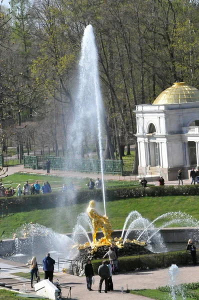 Petrohrad Peterhof Léto Den Park Alej Samson — Stock fotografie