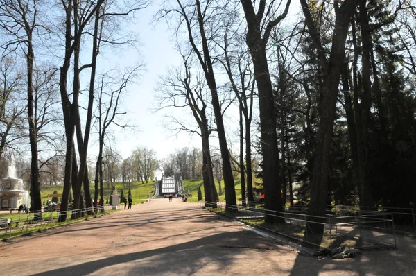 Petersburg Peterhof Nyári Nap Park Fák Alley Szökőkút Lépcsők — Stock Fotó