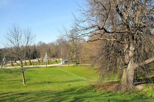 Petersburg Peterhof Yaz Gün Park Ağaçlar Sokak Yamaç Patika — Stok fotoğraf