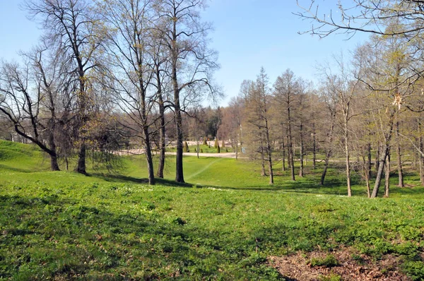 Petrohrad Peterhof Léto Den Park Stromy Alej Svah Pozemky — Stock fotografie