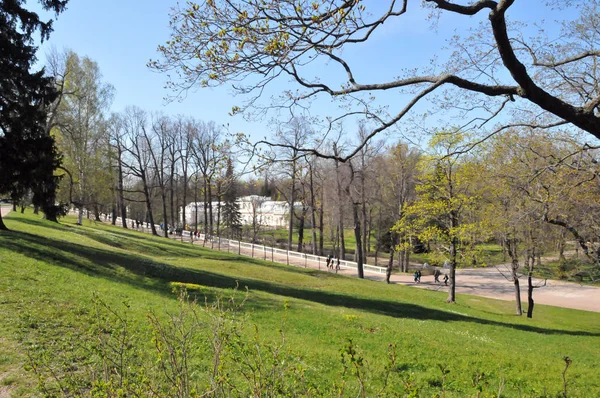 Petersburg Peterhof Sommaren Dagen Park Träd Gränd Lutning — Stockfoto