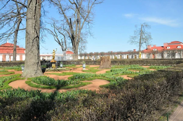 Санкт Петербург Петергофі Літо День Парк Дерев Квітковими Клумбами — стокове фото