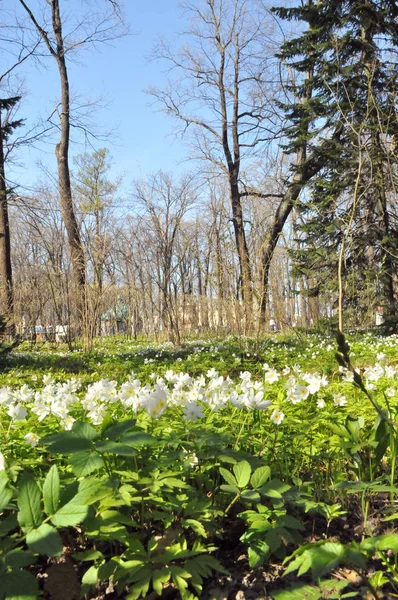 Petersburg Peterhof Summer Day Park Trees Flowers — Stock Photo, Image