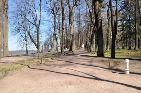 Petrohrad Peterhof Léto Den Park Stromy Finský Záliv — Stock fotografie