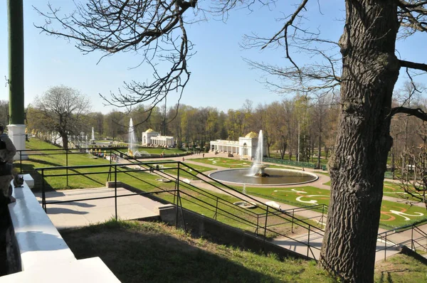 Petersburg Peterhof Sommaren Dagen Park Träd Gräs Fontän Monogram Lutning — Stockfoto