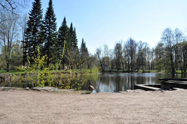 São Petersburgo Peterhof Verão Dia Parque Árvores Lago Pato — Fotografia de Stock