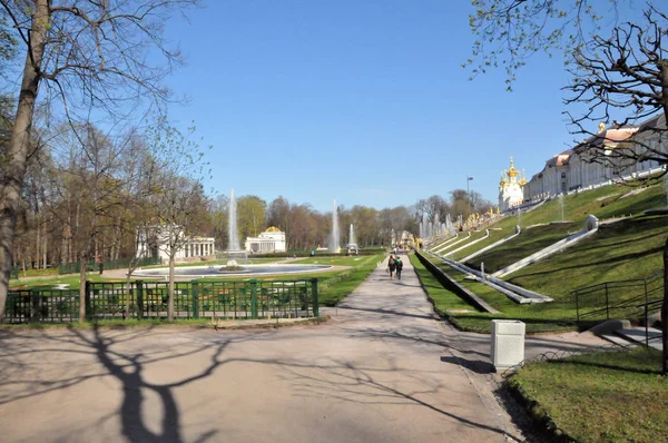 Petersburg Peterhof Sommaren Dagen Visa Palace Fontäner — Stockfoto