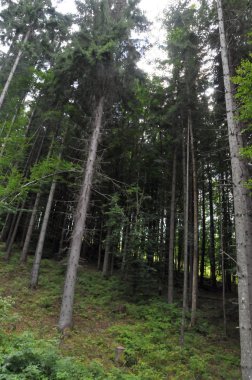 Karpatlar, Bukovel, dağlar, yaz, gün, bulutlar, orman, çim