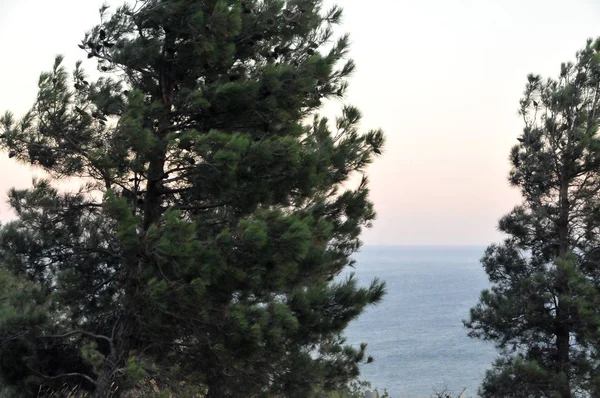 Kırım'da, Karadeniz, cedars