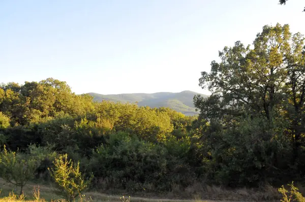 Crimée Montagnes Forêt Arbres — Photo