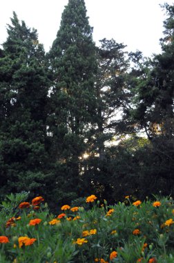 Crimea, Foros, yaz, gün, park, çiçekler