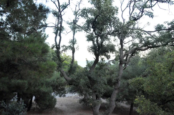 Crimea Foros Yaz Gün Bulutlar Gökyüzü Park — Stok fotoğraf