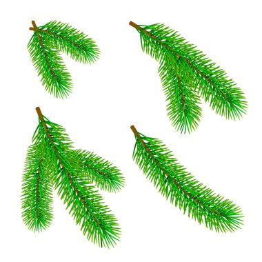 Beyaz arka planda yeşil köknar dalı izole edilmiş. Geleneksel Noel ağacı süsleme elementi. Vektör