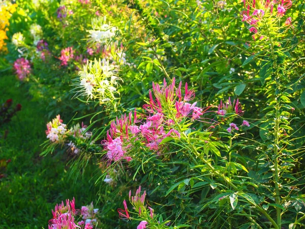 Dziki Wachlarz Pięknych Różowych Kwiatów Pająka Wysokich Zielonych Łodygach Zewnątrz — Zdjęcie stockowe