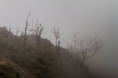 Bir orman Pacaya Yanardağı, Guatemala kapsayan sis