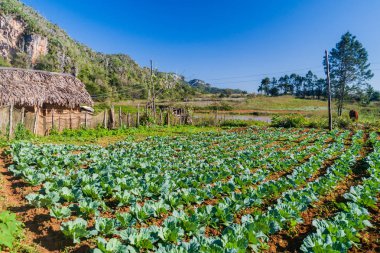 Lahana tarlada Vinales Köyü, Küba
