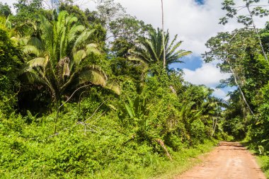Cockscomb Havzası yaban hayatı kutsal, Belize için önde gelen bir ormanda çamurlu yol