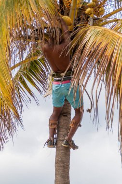 Havana, Küba - 22 Şubat 2016: Yerel adam hindistancevizi Havana'da hasat.
