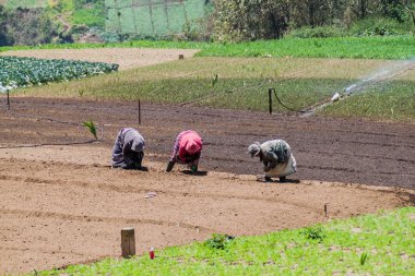 Zunil, Guatemala - 22 Mart 2016: Yerel halkın Zunil Köyü, Guatemala sebze bir tarlada çalışmak